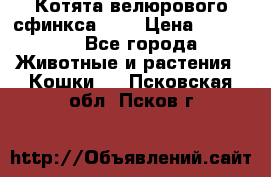 Котята велюрового сфинкса. .. › Цена ­ 15 000 - Все города Животные и растения » Кошки   . Псковская обл.,Псков г.